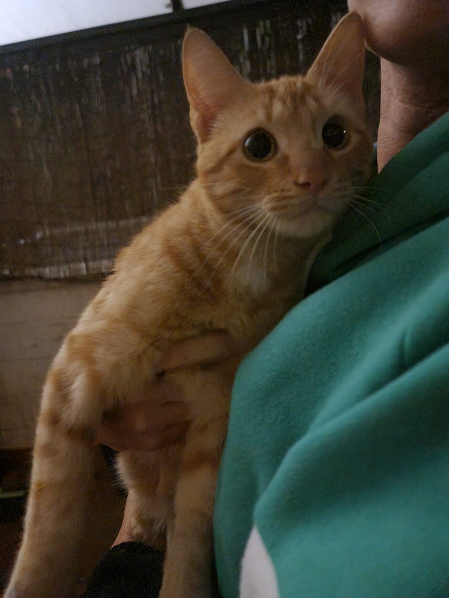 SaraVill__'s tweet photo. Gatito encontrado en Campanillas, tiene pinta de ser casero y de haberse perdido! ¿Alguien lo busca?

https://t.co/1BNRrEmg36 https://t.co/Fpvwcb2RYv