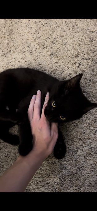 Casper ❤️ https://t.co/saCXAnZFxg<a href="/tag/newprofilepic"class="tags"><span>#newprofilepic</span></a>