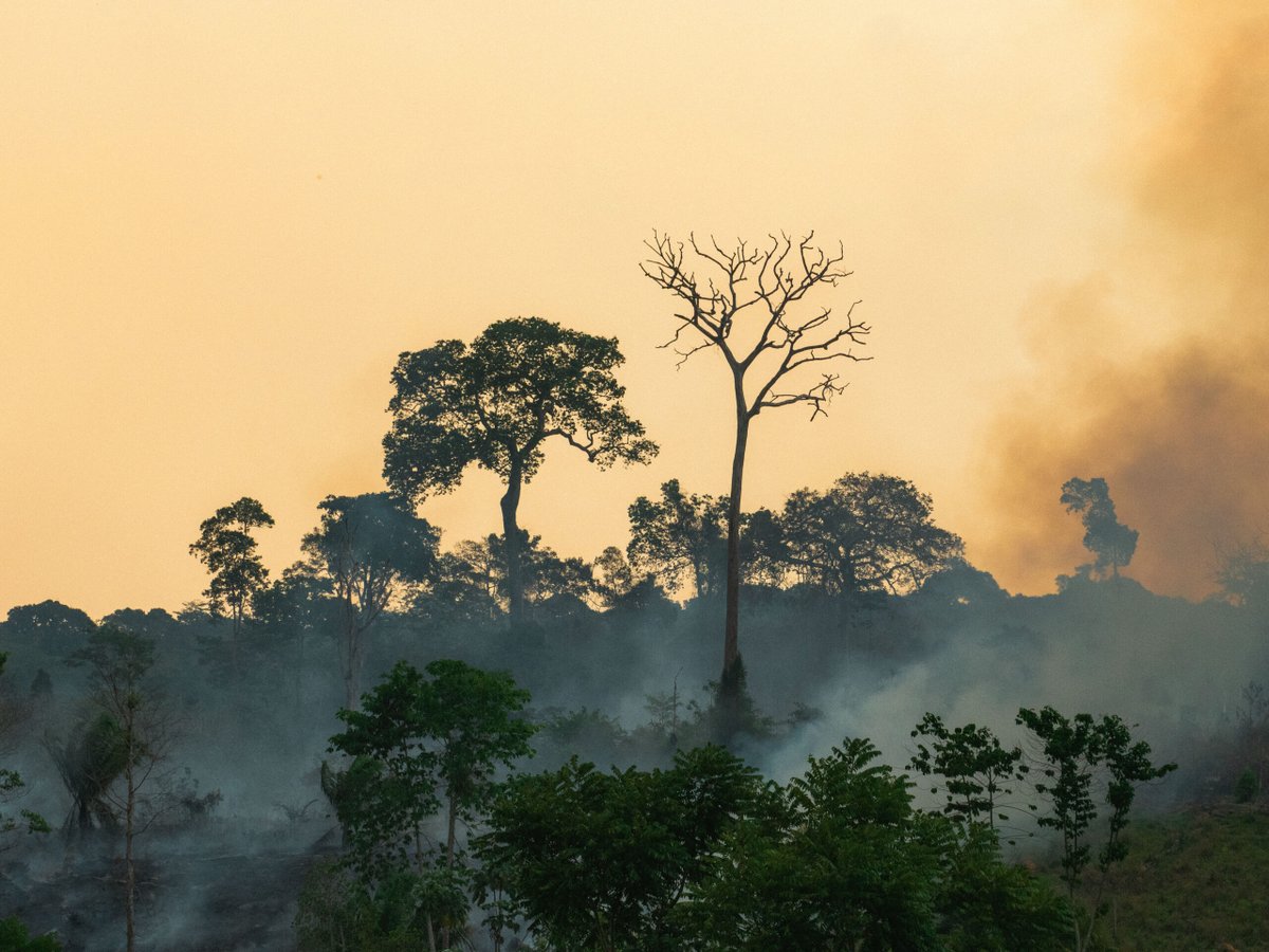 thepassporte's tweet photo. A Photo Collection Supports Reforestation in the Amazon https://t.co/exB1KAKkuV https://t.co/QijJhwQIkl