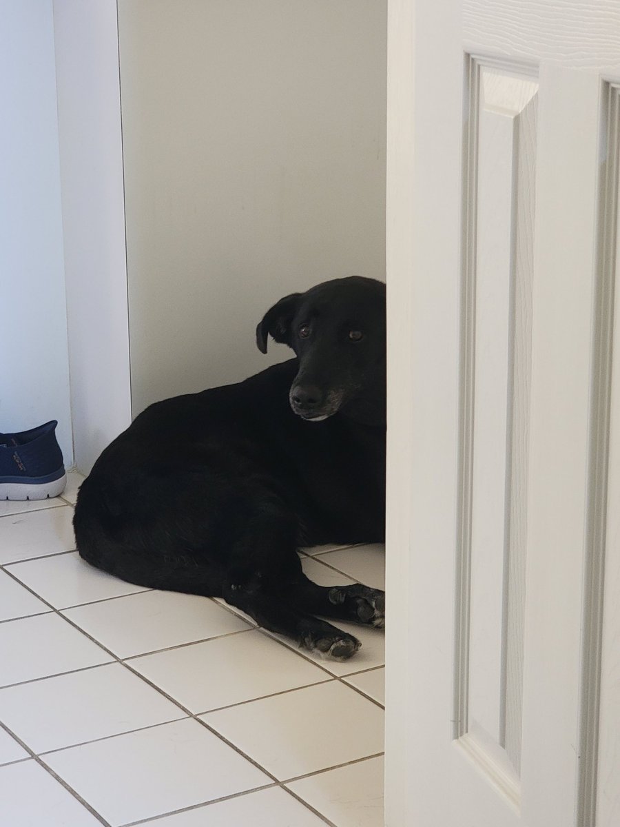 LabradorRocky's tweet photo. Me alwaze feels leik sumbuddee's wachin' meeeee 

#dogs #wednesdaythought #WednesdayMotivation #Rockwell https://t.co/Luc6dfgFsx