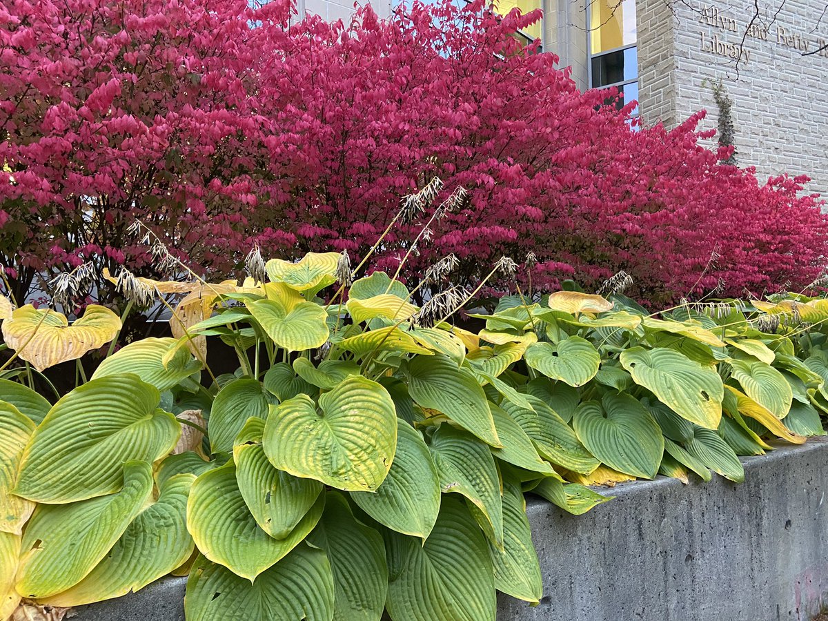 Fall, brought to you by @WesternU