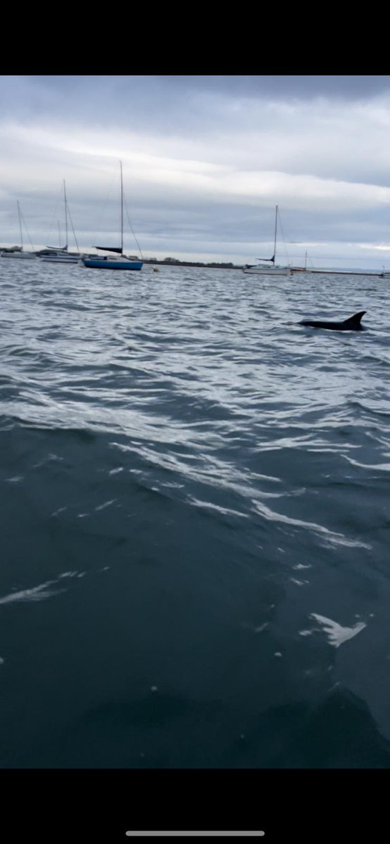 HarlowBlack_SC's tweet photo. A visitor to the bay today 😍

Thanks to James S for the photos 📸 https://t.co/sBeqnj5D0o