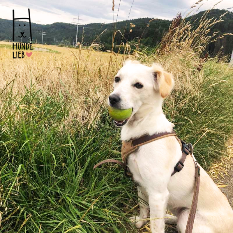 Und wer will heute mit mir spielen?

#hundefotos #hundebilder #hundelieb #dogsharing #dogfluencer #dailydoseofdog #dogcommunity #lovedogs #hund #hunde #hundeverliebt #hundeverrückt #hundeliebe #hundefreunde #teilzeithund #leihhund #hundleihen #hundeleben #hundeglück