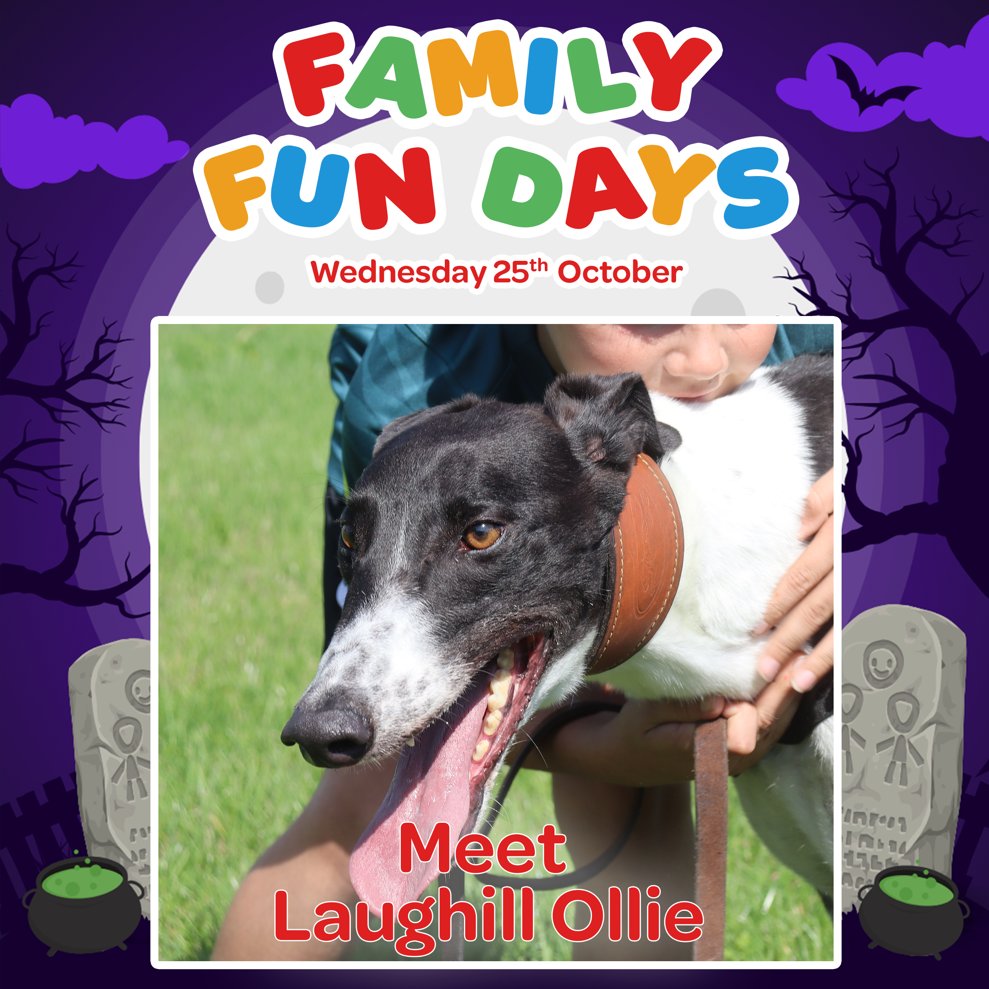 HoveGreyhounds's tweet photo. Special Halloween Meet & Greet at #brightonandhovegreyhound ! Come and meet our friendly star Laughill Ollie today! #schoolholiday #childrenactivity https://t.co/wPdrn8lpkP