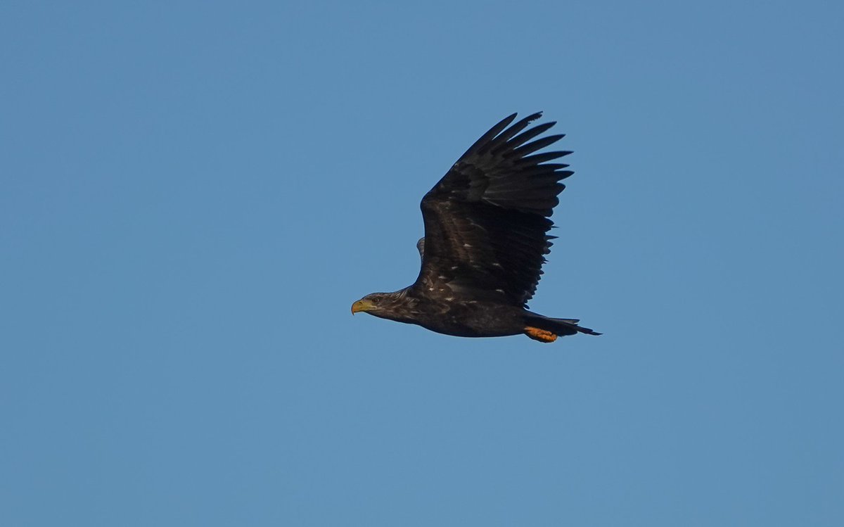 StKildaNTS's tweet photo. White-tailed Eagle fly-by on Ruiaval yesterday gave a really close look at what appears to be a sub-adult. It's been a good year for them on #StKilda, recorded in every month with a max of 6 in spring. A breeding attempt can't be far away! @HebridesBirds @RoyDennisWF @N_T_S https://t.co/AvdHklF9g2