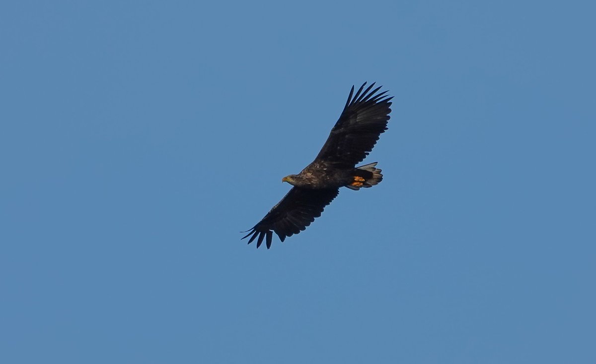 StKildaNTS's tweet photo. White-tailed Eagle fly-by on Ruiaval yesterday gave a really close look at what appears to be a sub-adult. It's been a good year for them on #StKilda, recorded in every month with a max of 6 in spring. A breeding attempt can't be far away! @HebridesBirds @RoyDennisWF @N_T_S https://t.co/AvdHklF9g2