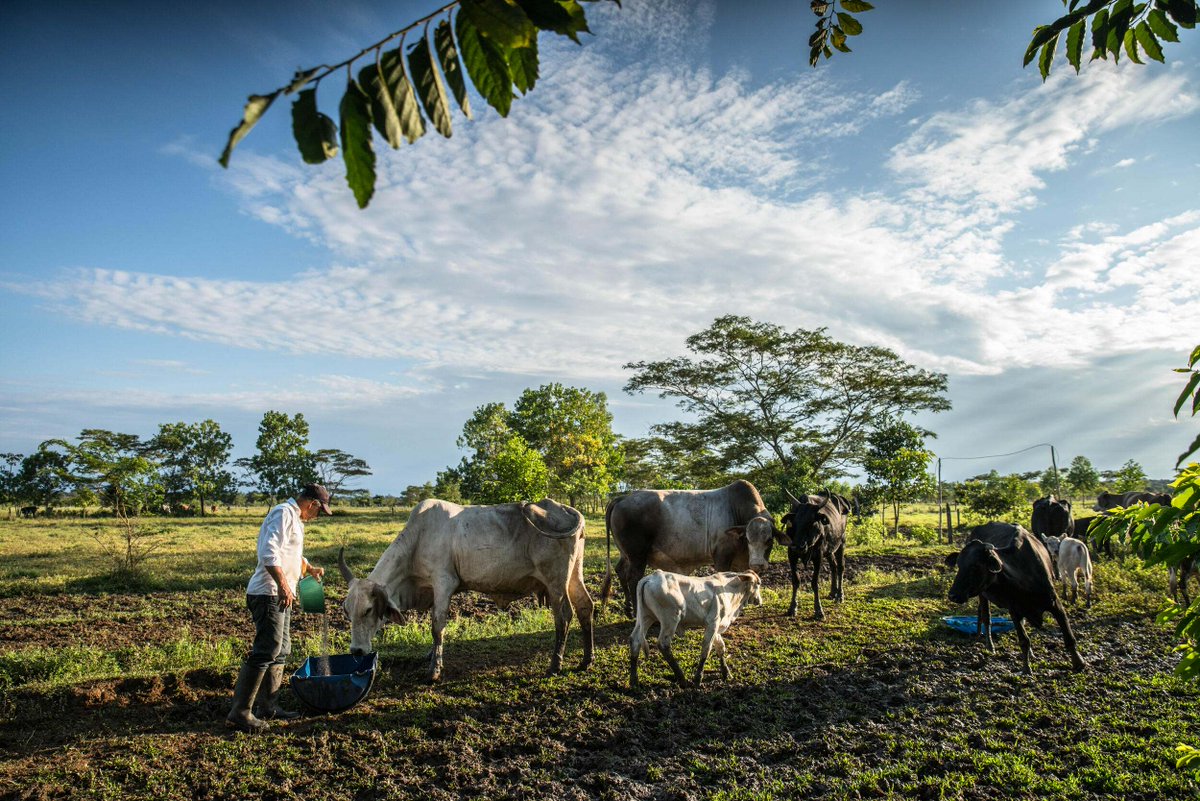 🚨New Working Group Alert🚨 SNAPP is excited to announce our latest working group led by @nature_org, @Fedegan, and @unrn, investigating the potential for #silvopasture to improve the sustainability of cattle ranching in Colombia. Find out more here: bit.ly/3Mhryih