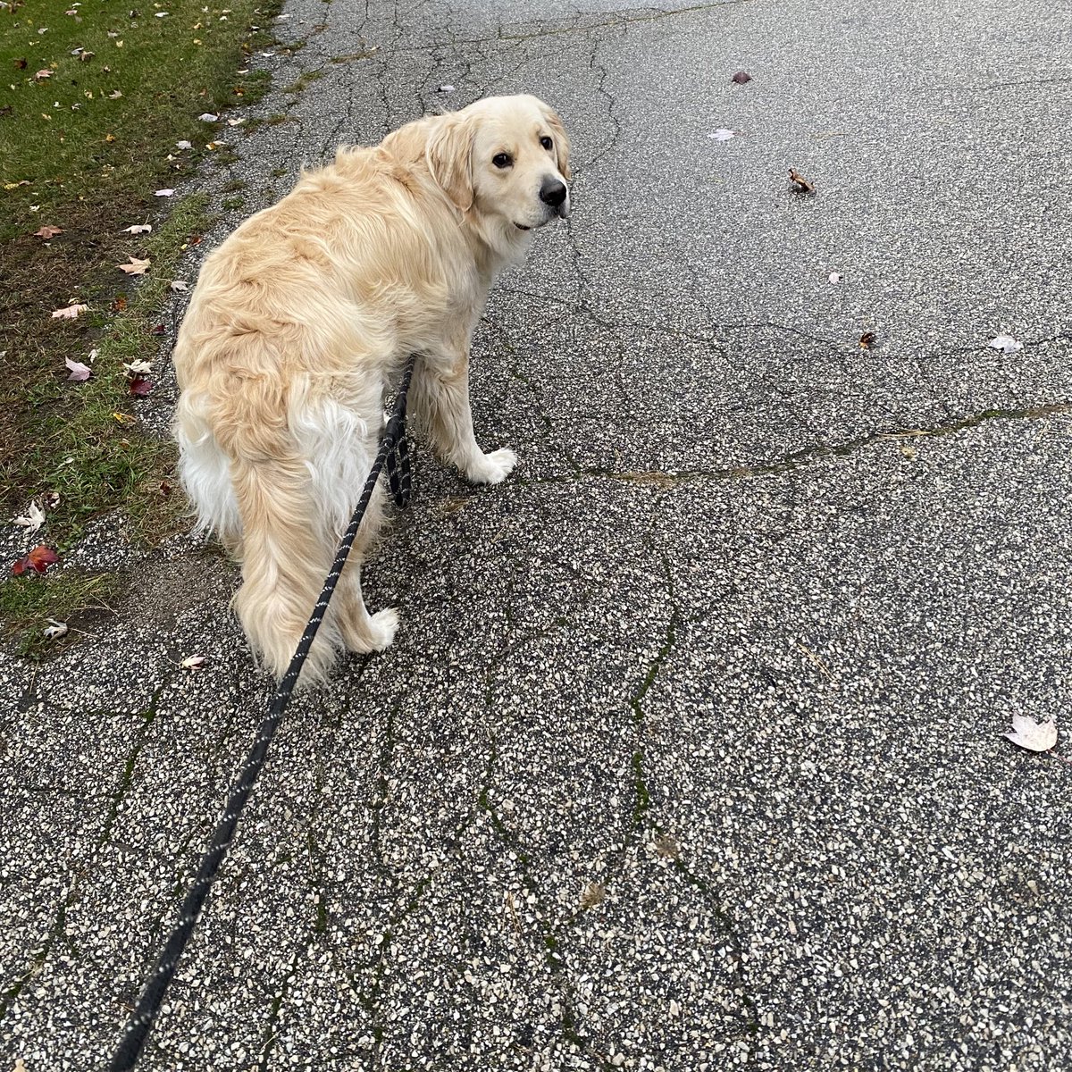 AmberWack's tweet photo. If ever I’m running late for work, it’s always bc my dog decides this is the day to take his ever-loving time to pee. At least he’s cute. https://t.co/TCql732Prt