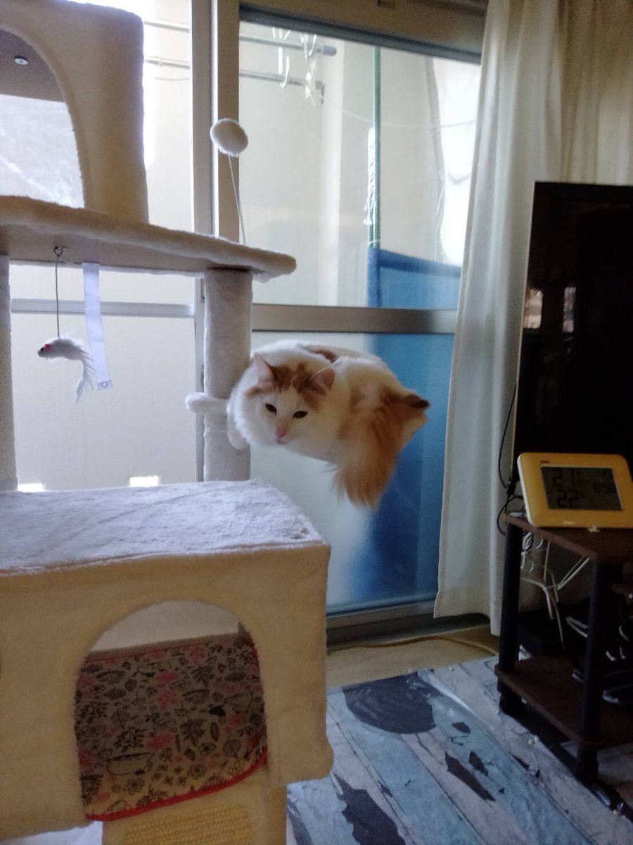 genki02023's tweet photo. ＃猫タワー　
＃猫平和　
＃猫幸せ　
＃浮いている https://t.co/JuW75OCZX7