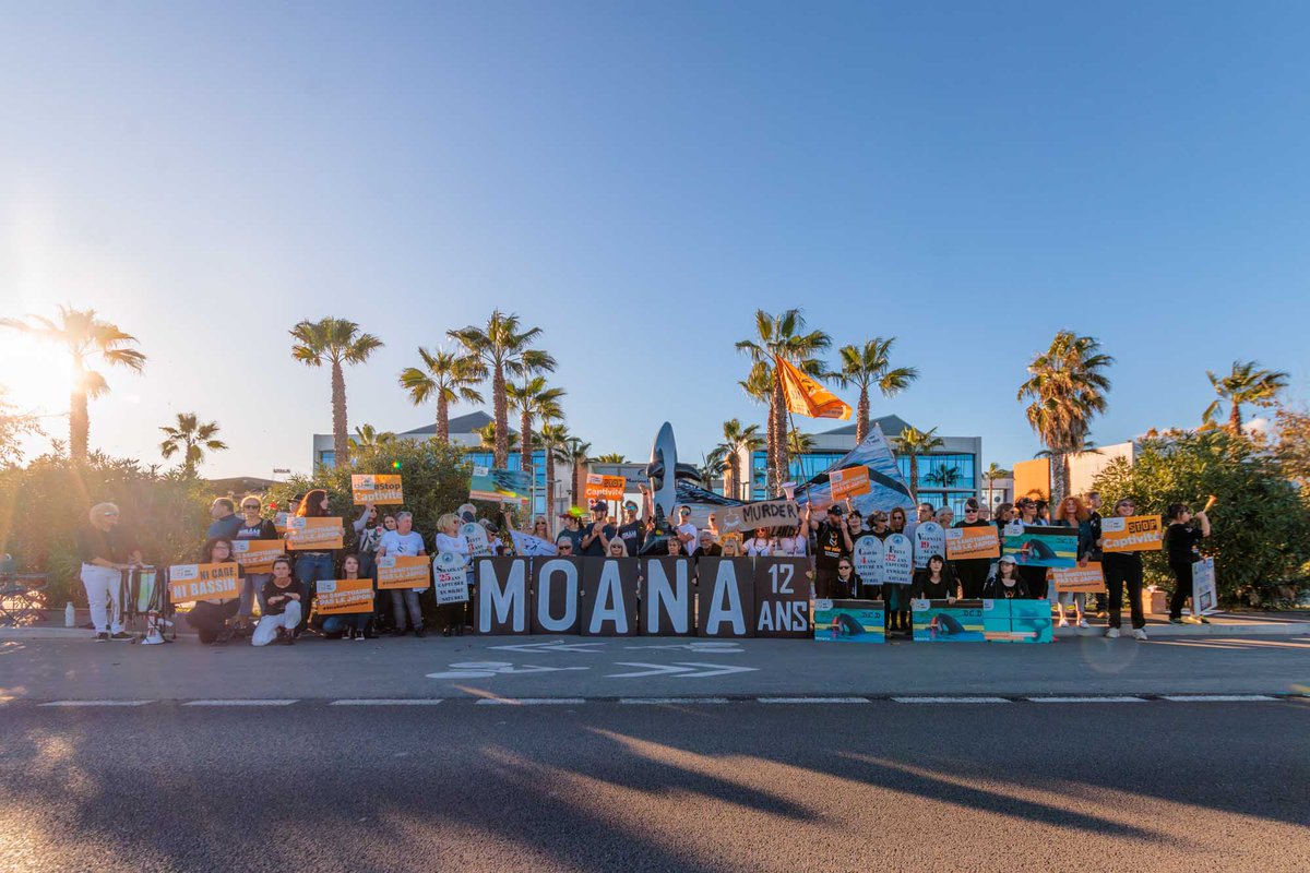 Retour en images sur l'action devant Marineland du 18.10.2023 quelques jours après la mort de Moana... #StopDelphinarium #SauvonsNosOrques 📸 : Christophe Paitrault