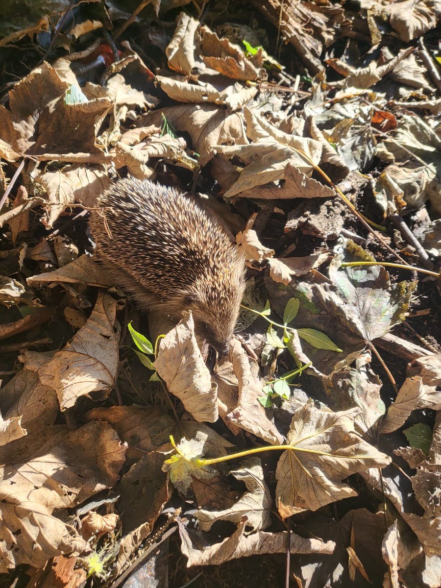 ecclaneends's tweet photo. Spotted - some more visitors to our new wildlife area! Two lovely hedgehogs have moved in! The children in Y5 have also helped with a bit of autumn maintenance! 🦔 🦔 🍁 https://t.co/iktQD0dveU