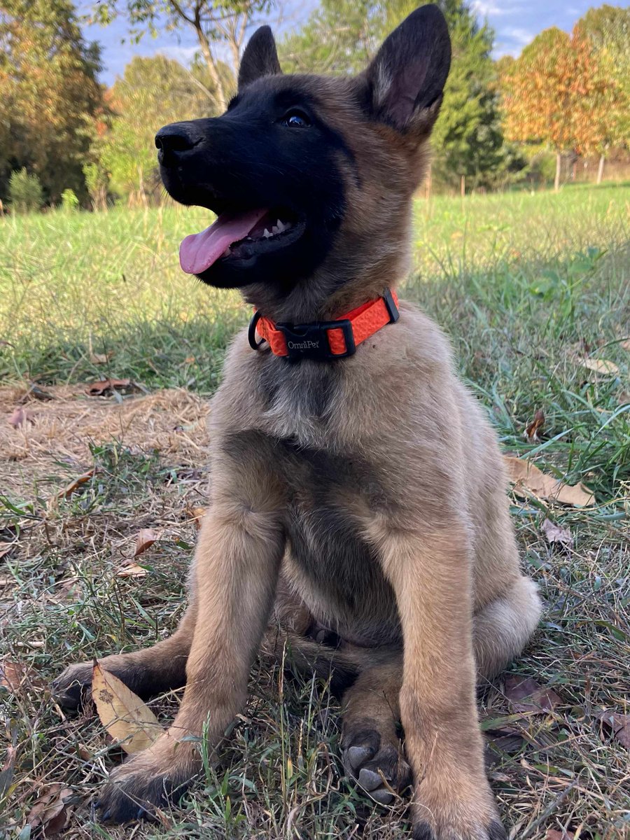 MtnMalinois's tweet photo. Purple Female: Squirrel
Orange Female: Matt
Green Female: John