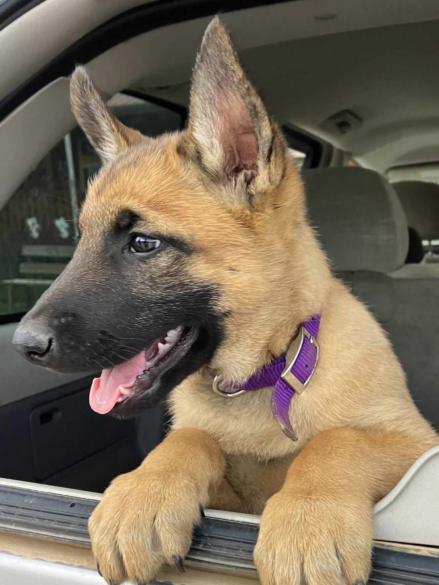 MtnMalinois's tweet photo. Purple Female: Squirrel
Orange Female: Matt
Green Female: John