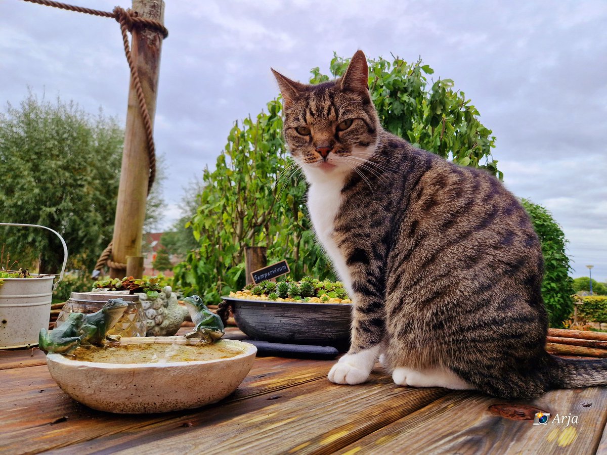 ArjaKastelein's tweet photo. #buurtkat Rambo wacht me na het werk op.... ๐พ๐พ๐๐ฅฐ #fijnthuiskomen #ikhoudervan #katten #cats #iloveit #voortuin #nageltjesscherpen ๐ฅด๐ https://t.co/aljuoLldWc