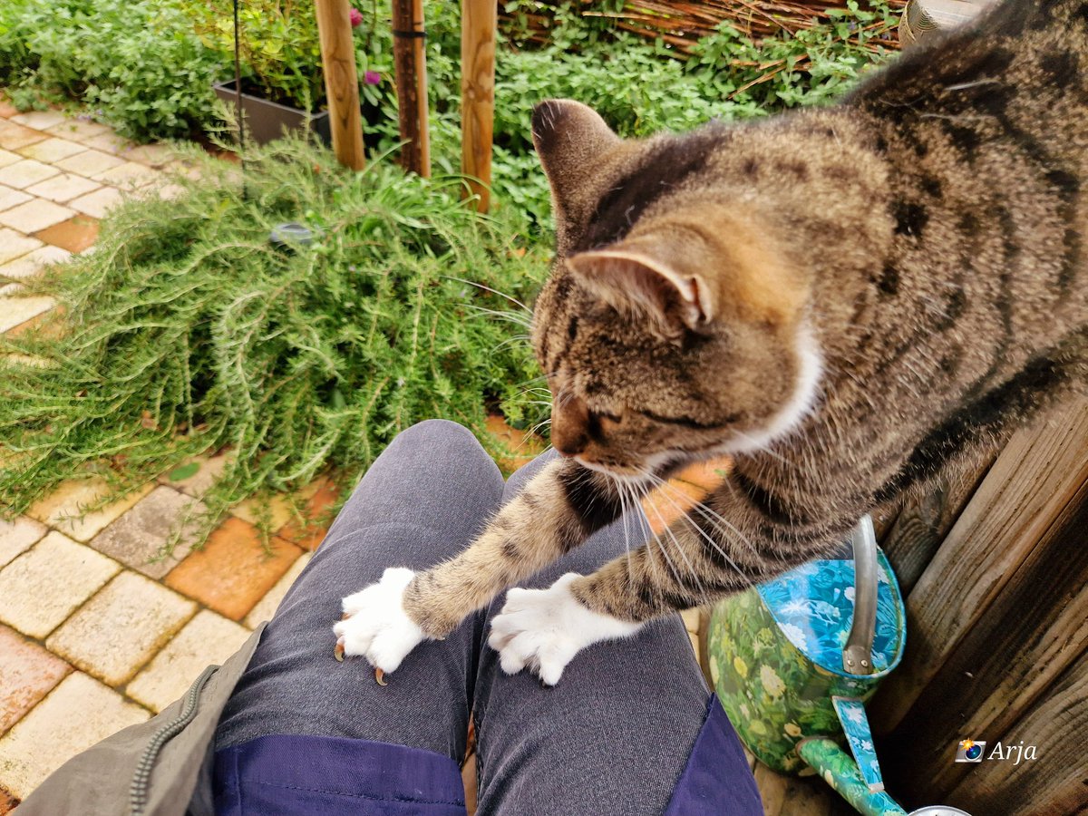 ArjaKastelein's tweet photo. #buurtkat Rambo wacht me na het werk op.... ๐พ๐พ๐๐ฅฐ #fijnthuiskomen #ikhoudervan #katten #cats #iloveit #voortuin #nageltjesscherpen ๐ฅด๐ https://t.co/aljuoLldWc