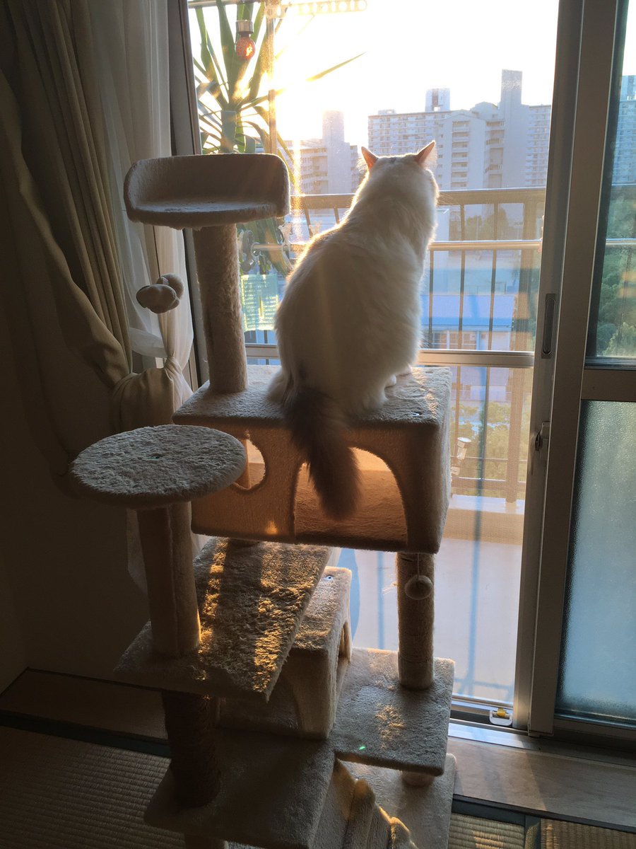 genki02023's tweet photo. ＃猫夕日　
＃猫幸せ　
＃猫タワー https://t.co/x2yUuvxcB4