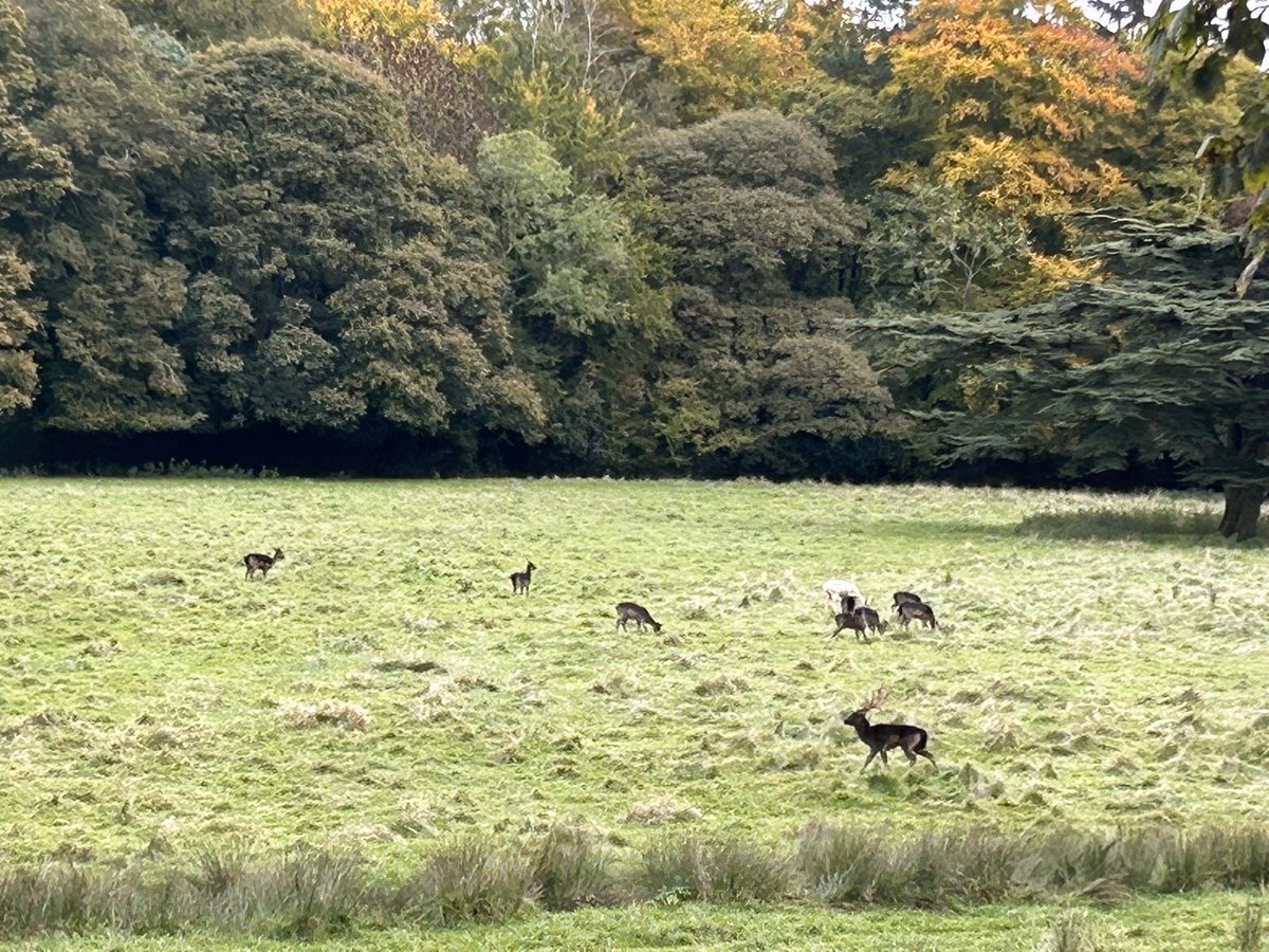 SwindyMiller's tweet image. Raby Castle &amp;amp; Deer Trail #bimbling #staindrop #codurham