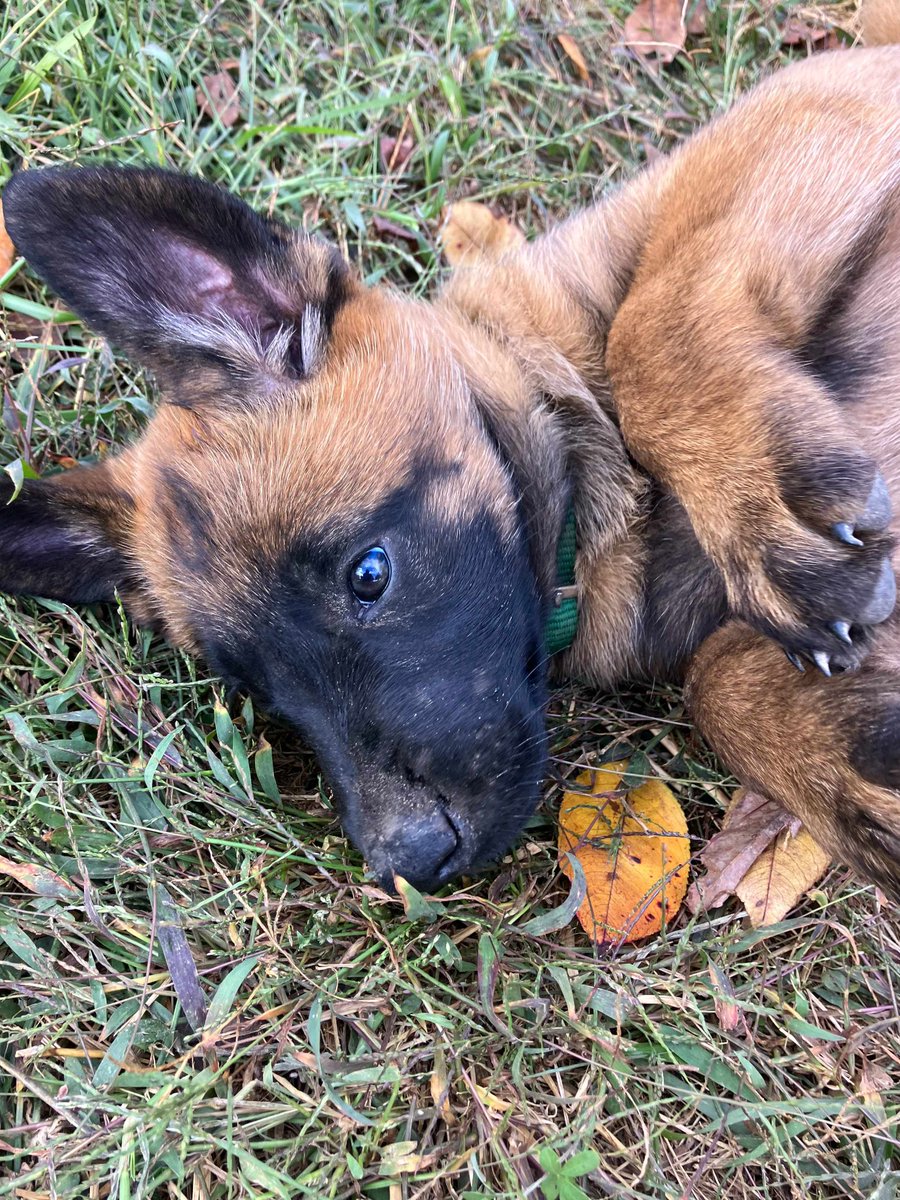 MtnMalinois's tweet photo. Purple Female: Squirrel
Orange Female: Matt
Green Female: John