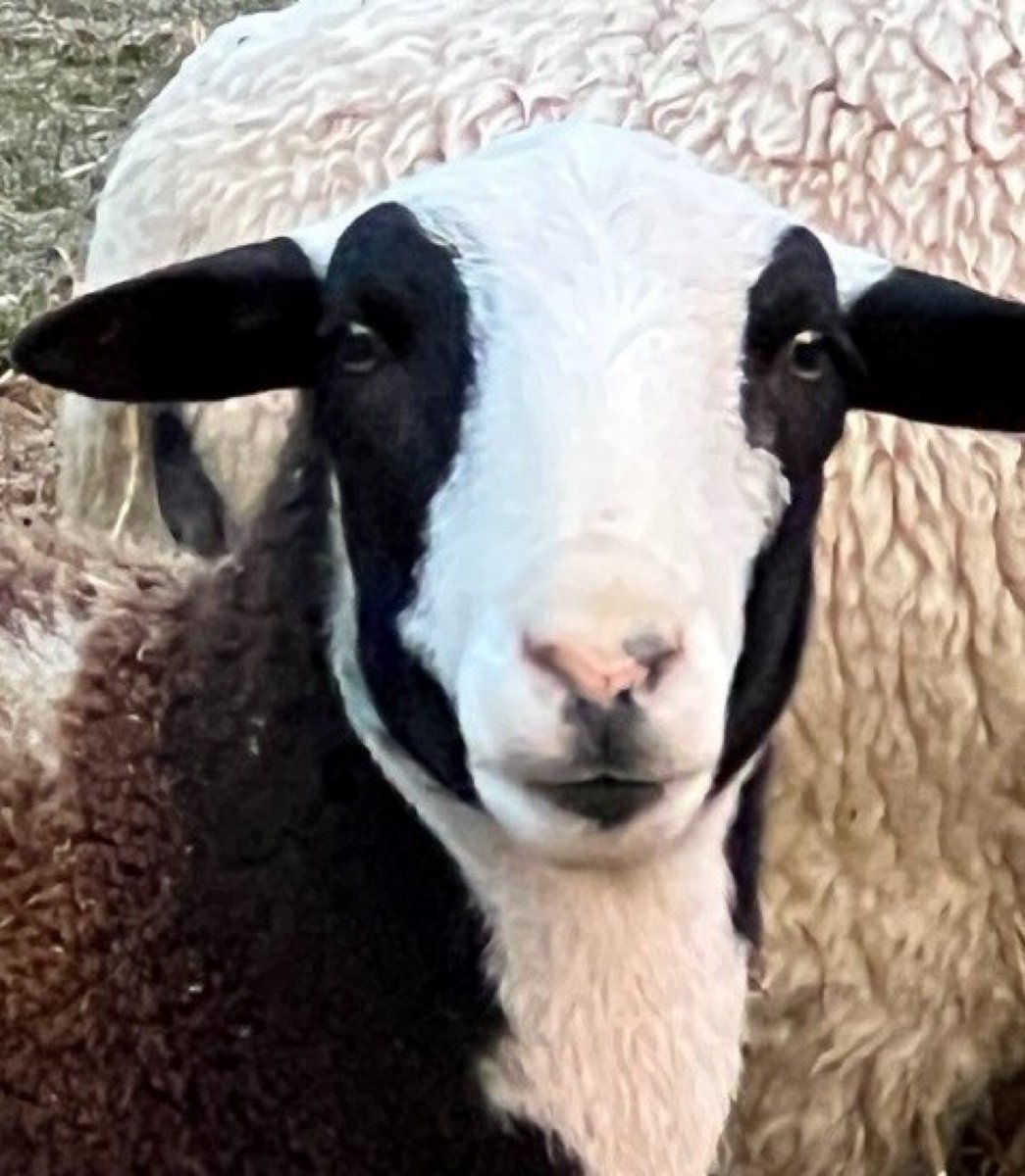 Flock of sheep reported missing in Beckwith Township, OPP looking for information
hometownist.com/lanarkist/floc…
#LanarkCounty #BeckwithTownship