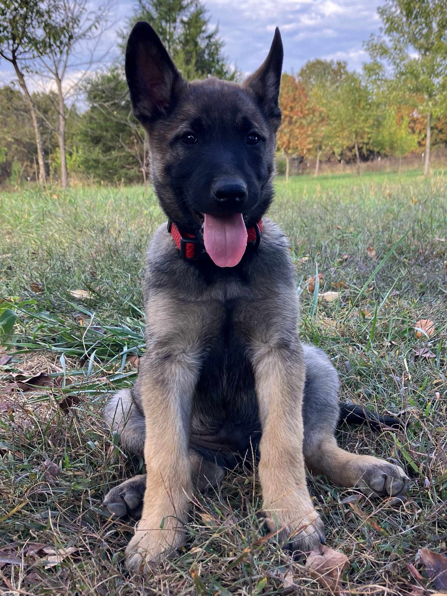 MtnMalinois's tweet photo. Pink Female: Kimberly
Red Male: Brendan
Blue Male: Rigo
Black Male: Kenneth https://t.co/Thy4d7ajm0