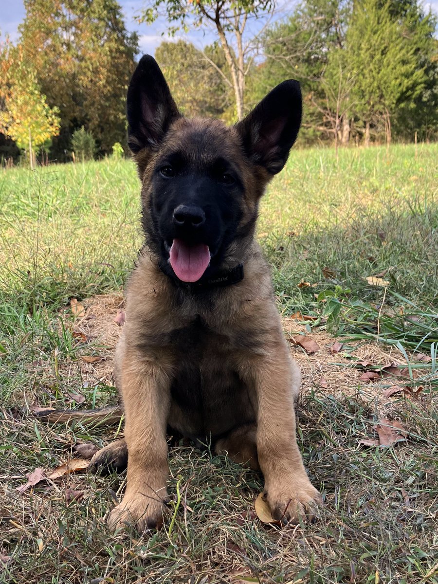 MtnMalinois's tweet photo. Pink Female: Kimberly
Red Male: Brendan
Blue Male: Rigo
Black Male: Kenneth https://t.co/Thy4d7ajm0