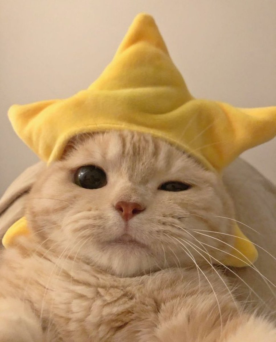 cute cat videos tweet media