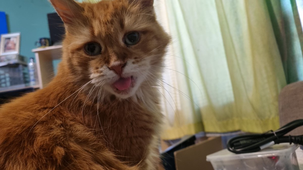 mattpep's tweet photo. @weirdlilguys I interrupted Freddie whilst he was washing himself https://t.co/9XTyAm9qIk