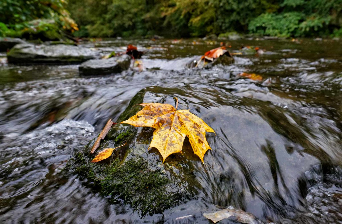 Tornadoliste's tweet photo. Langsam zeigt sich der Oktober in seinem herbstlichen Gewand, wie hier an der Wupper in NRW, aufgenommen von Achim Otto, vielen Dank!

#Herbst #Wupper #Oktober https://t.co/hs9alNtyM5