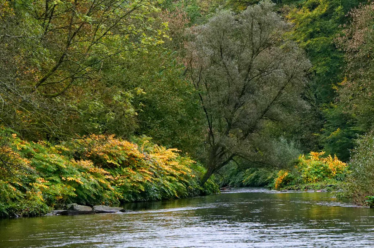 Tornadoliste's tweet photo. Langsam zeigt sich der Oktober in seinem herbstlichen Gewand, wie hier an der Wupper in NRW, aufgenommen von Achim Otto, vielen Dank!

#Herbst #Wupper #Oktober https://t.co/hs9alNtyM5