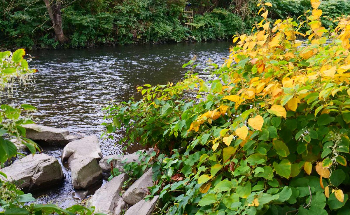 Tornadoliste's tweet photo. Langsam zeigt sich der Oktober in seinem herbstlichen Gewand, wie hier an der Wupper in NRW, aufgenommen von Achim Otto, vielen Dank!

#Herbst #Wupper #Oktober https://t.co/hs9alNtyM5