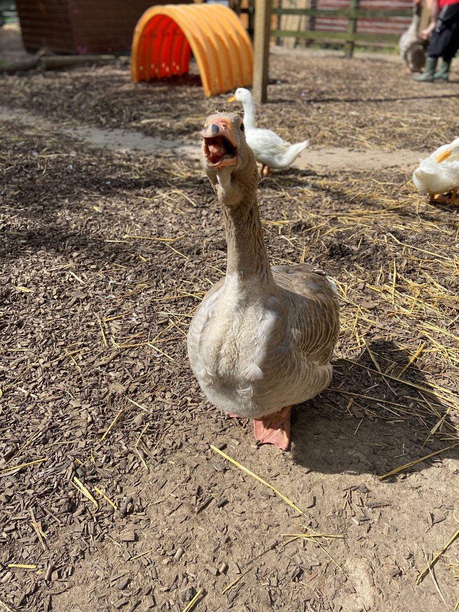 George the Goose wanted to say a big thank you to @TBRotary for their generous donation to the farm! Their contribution to the farm helps support the amazing work we do support our volunteers, animals and visitors! Thank you from the humans too!