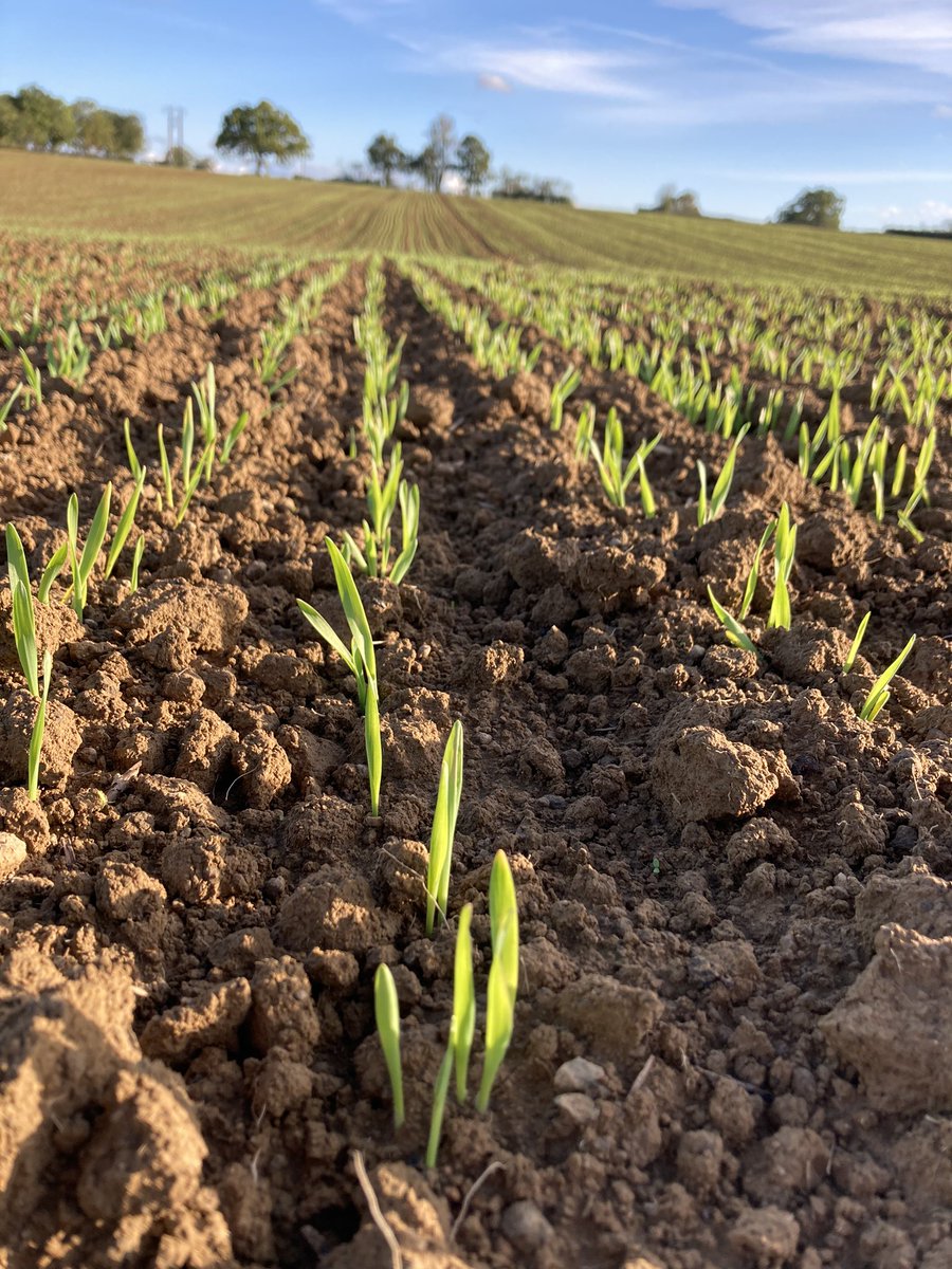 Tom Legros tweet media