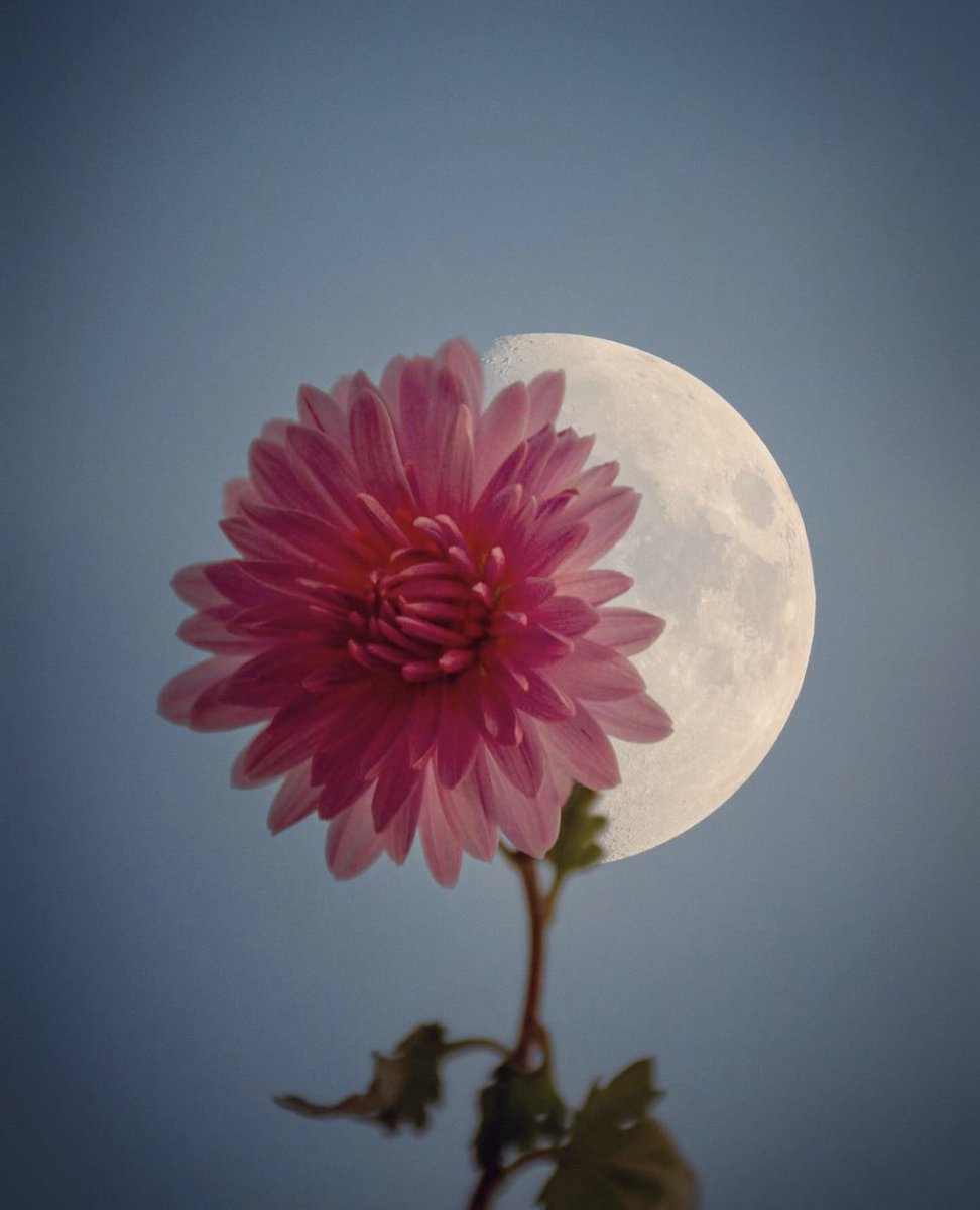 M1ONLOVER's tweet photo. Moon flower. https://t.co/fGEfud88La