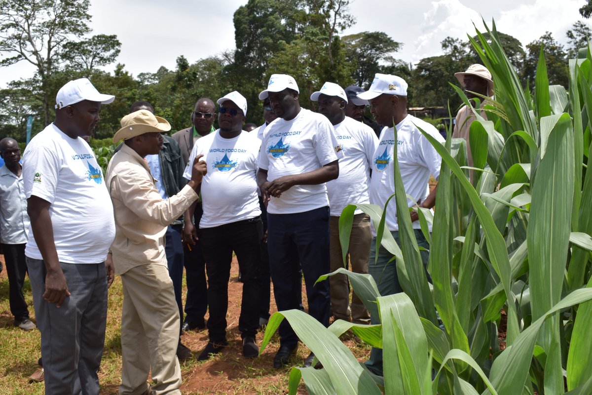 Farmers and other agricultural stakeholders are convening at  Bukura Agriculture Training College in Kakamega County to celebrate the #WorldFoodDay  in a two-day event. KALRO in collaboration with partners are showcasing improved maize varieties tolerant to insect pests.