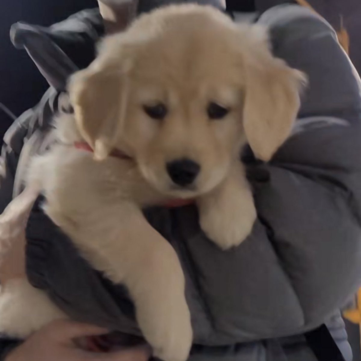 takemybear 🐶 tweet media