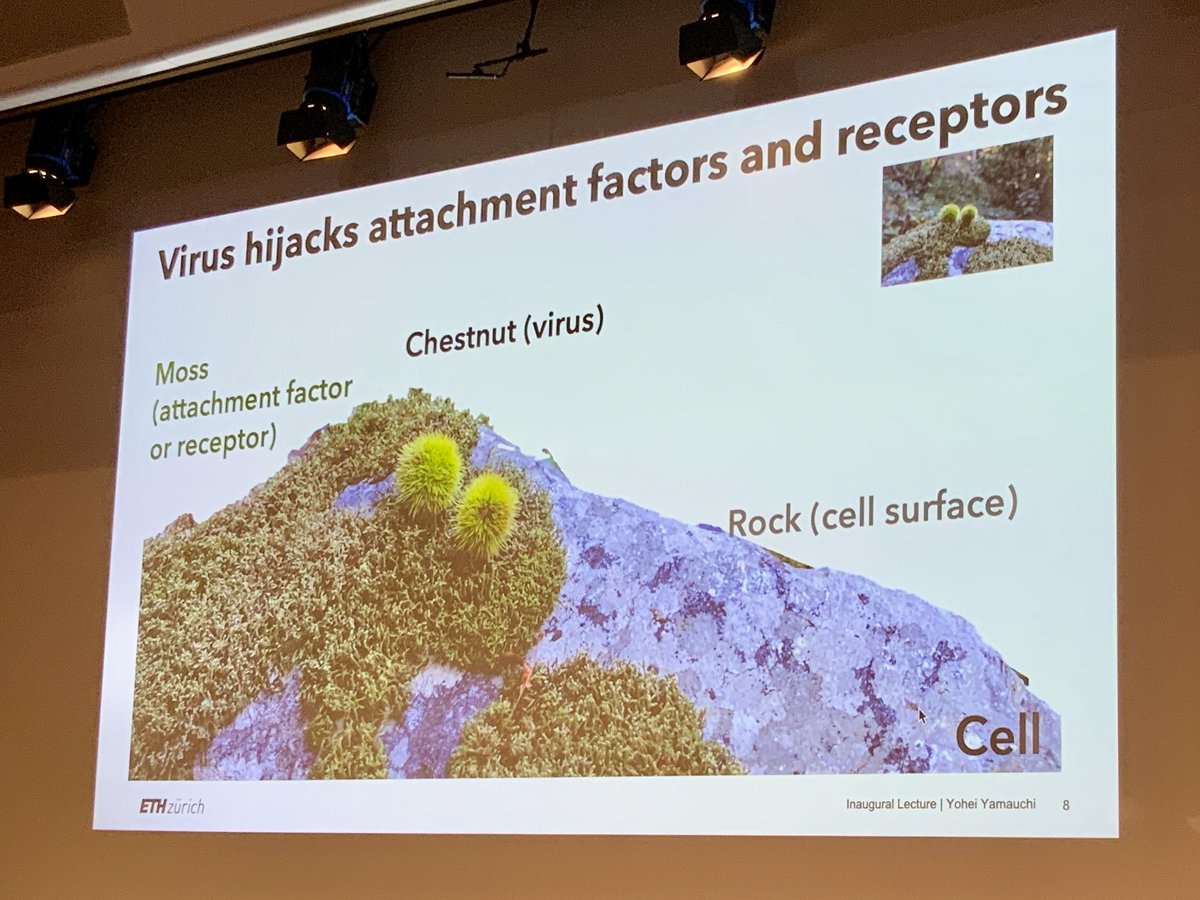 D-CHAB (@eth_dchab) on Twitter photo a nice analogy on how viruses can enter the human body by <a href="/YamauchiLab/">Yohei Yamauchi</a>, discovered during a hike in southern Switzerland a nice analogy on how viruses can enter the human body by <a href="/YamauchiLab/">Yohei Yamauchi</a>, discovered during a hike in southern Switzerland