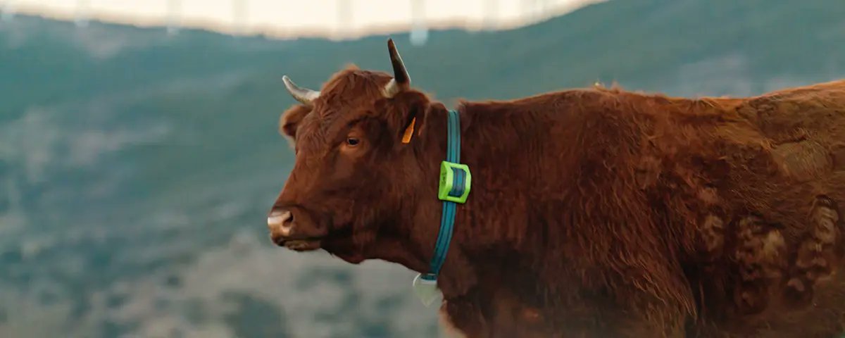 Astrocast (@strocast) on Twitter photo 👩🏻💻 From the blog - Smart Livestock Tracking Powered by #Satellite #IoT🛰
🐐Livestock monitoring has become an essential aspect of #livestock management. But how can we achieve it in remote regions? 
➡️Read more: astrocast.com/news/smart-liv…, and comment👇🏼
#iotsolutions #satcomms 👩🏻💻 From the blog - Smart Livestock Tracking Powered by #Satellite #IoT🛰
🐐Livestock monitoring has become an essential aspect of #livestock management. But how can we achieve it in remote regions? 
➡️Read more: astrocast.com/news/smart-liv…, and comment👇🏼
#iotsolutions #satcomms