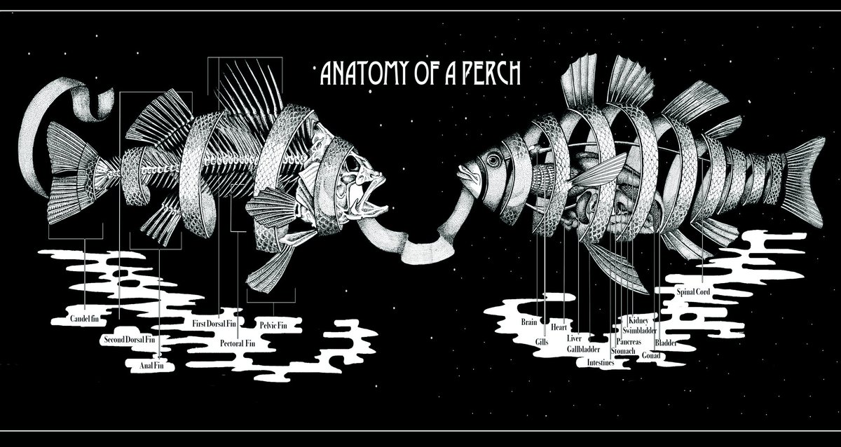 This is a conceptual look at the anatomy of a fish, in this case a perch. It is inspired by the famous drawing by MC Escher, “Bonded Union”. 
.
etsy.com/shop/Roughforr…
.
#Anatomy #scientificillustration #fishart #sciart  #scienceart  #fishillustration #ichthyology #fishytheme