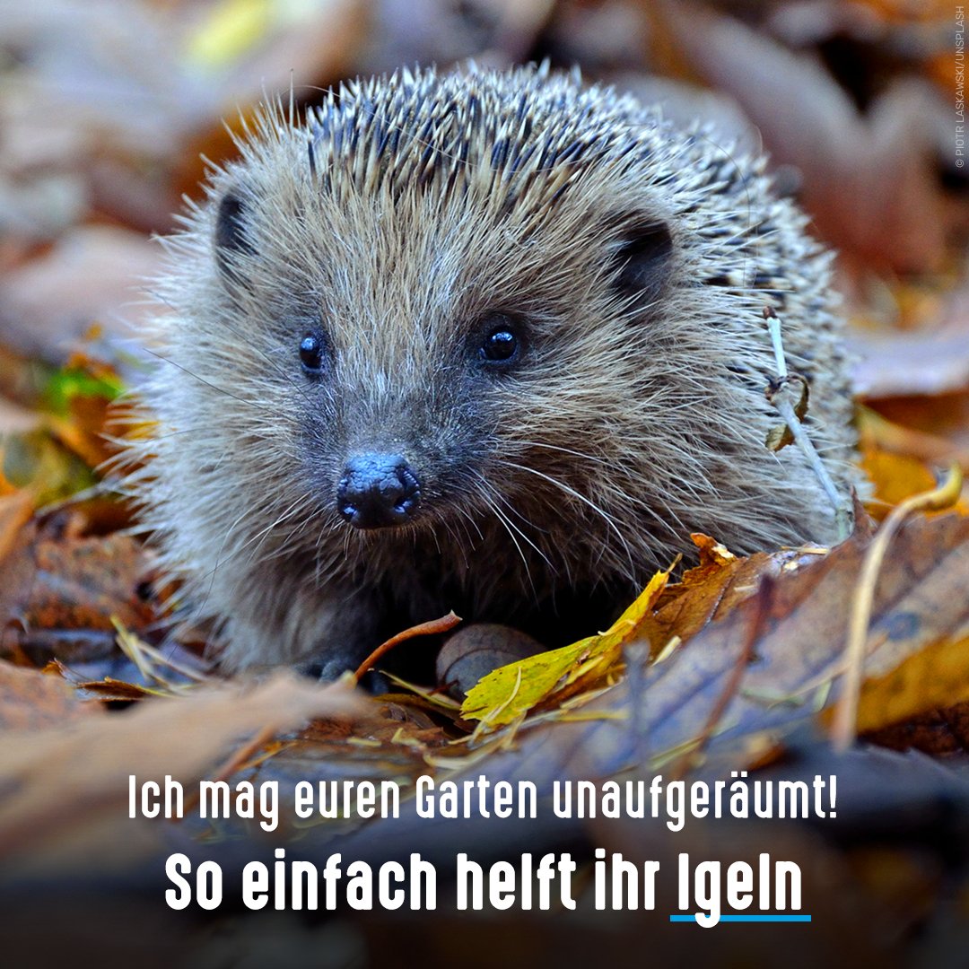 Aufgeräumte Gärten, Insektensterben & schrumpfender Lebensraum bedrohen die Igel-Bestände. Ihr könnt helfen, indem ihr Laub & Zweige (zusammenharkt und) liegen lasst. Dort finden #Igel nicht nur Insekten, Würmer & Käfer, sondern auch ein Winterquartier 👉 tierschutzbund.de/tiere-themen/w…