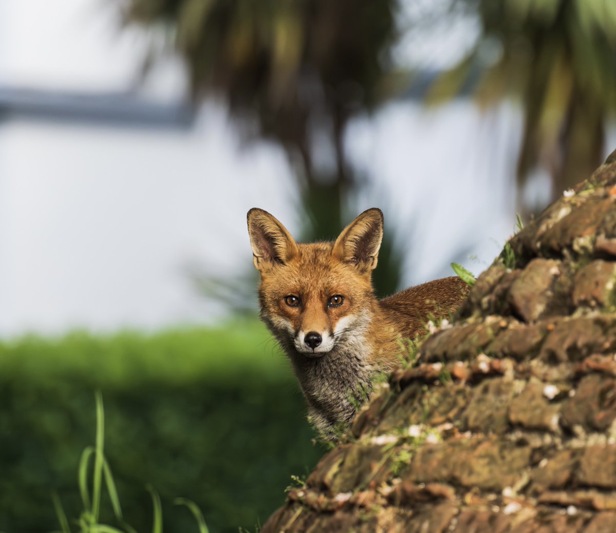 ChiswickPier's tweet photo. 👏Thank-you Joanne Gilbert for sharing the story behind your wonderful charity @WildChiswick at @ChiswickPier last night. If you would like to get involved in supporting local wildlife Joanne would love to hear from you: https://t.co/IPhlXH8y1O https://t.co/ZykVrA3zqU