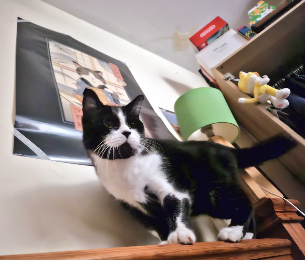 I put up a poster
Hoping you do not mind 😸
#CatsOfTwitter