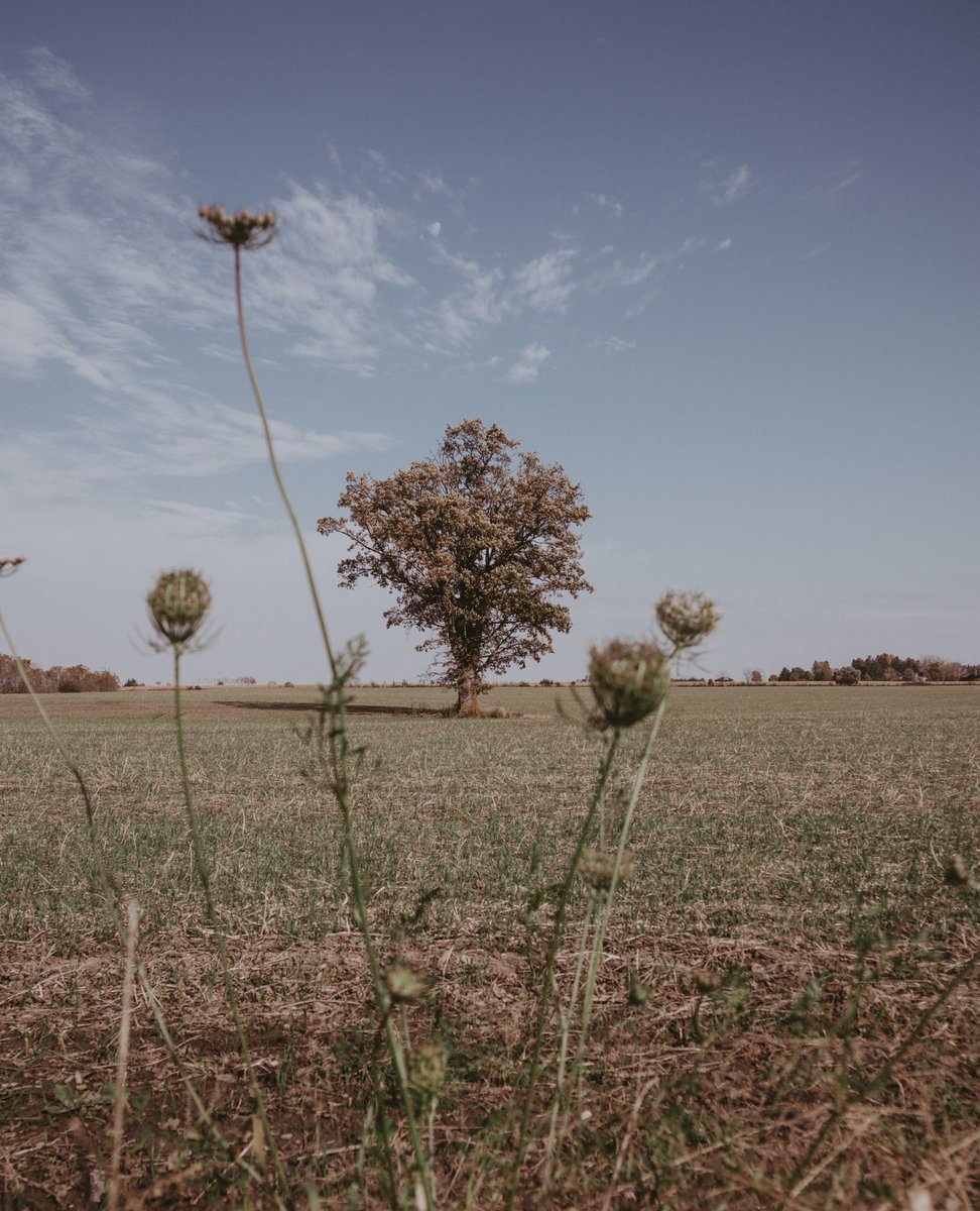 Skybound Perspectives tweet media