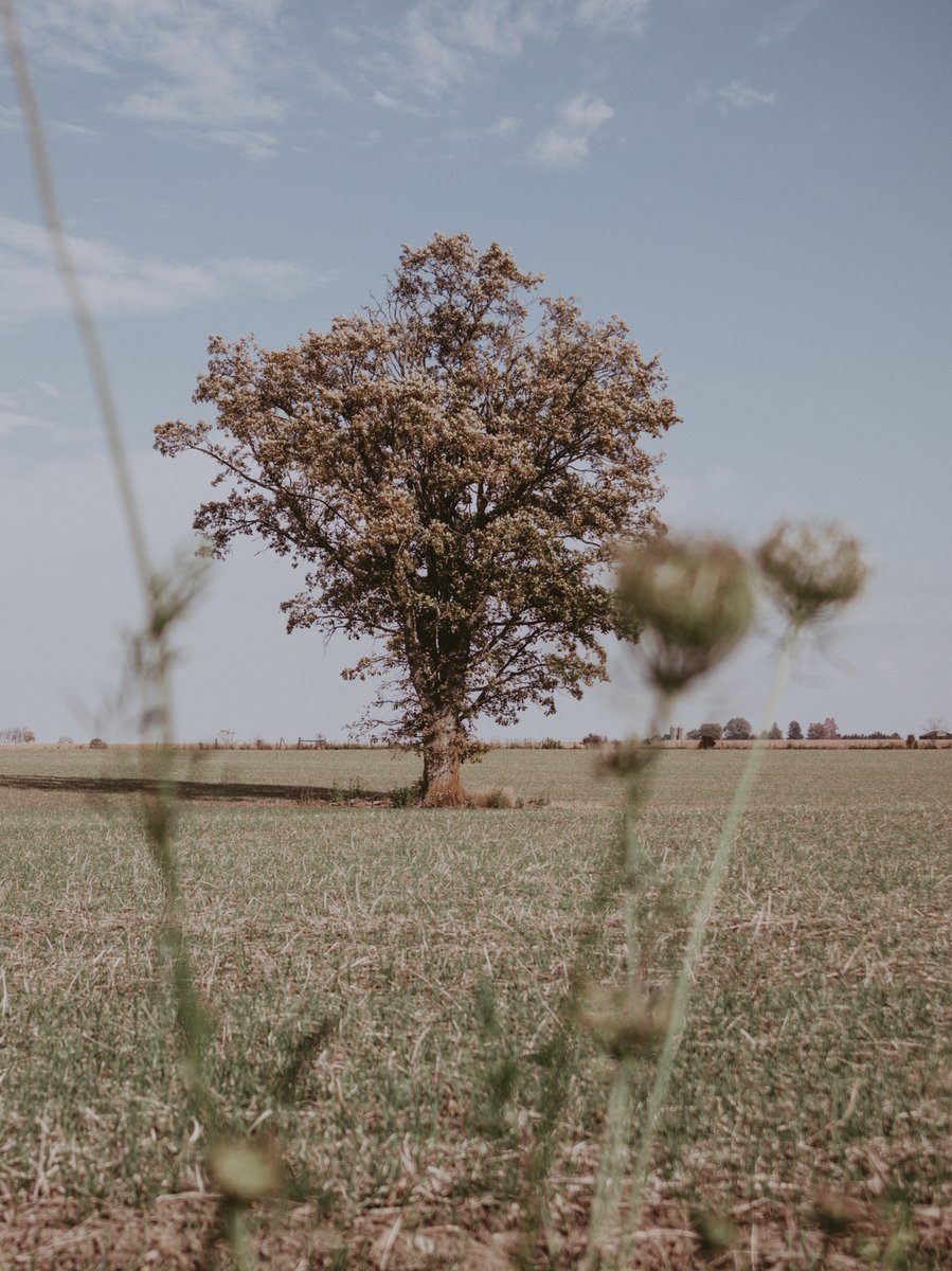 Skybound Perspectives tweet media