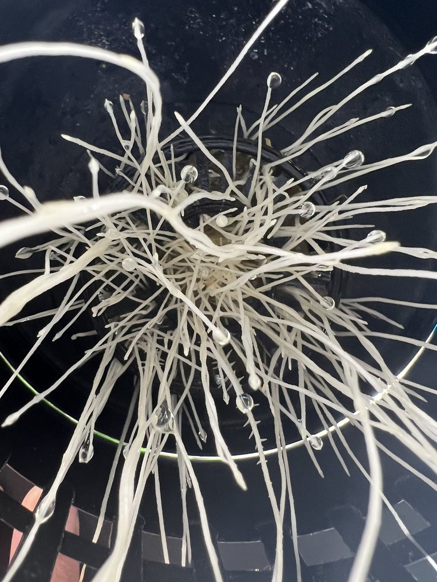 doug_hofferman's tweet image. Lemon Kush clones ✅ #rooted #growyourown 👨‍🌾🌱