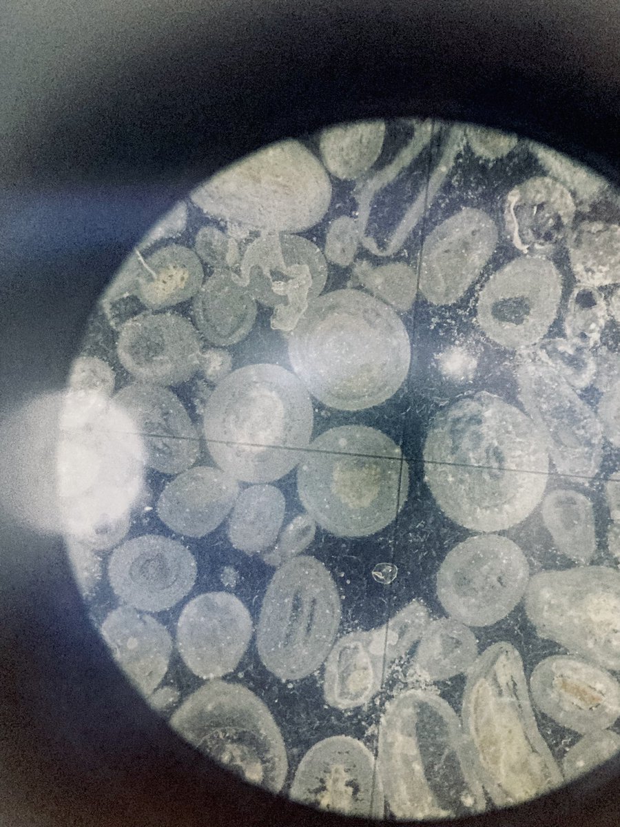 MuseumBathStone's tweet photo. 📸 Images taken today of #Bath Stone and Portland Stone thin sections, taken through a microscope. 

But which one is which?

The UK has three heritage stones, the third being Welsh #Slate! https://t.co/HaGUn85hb4
