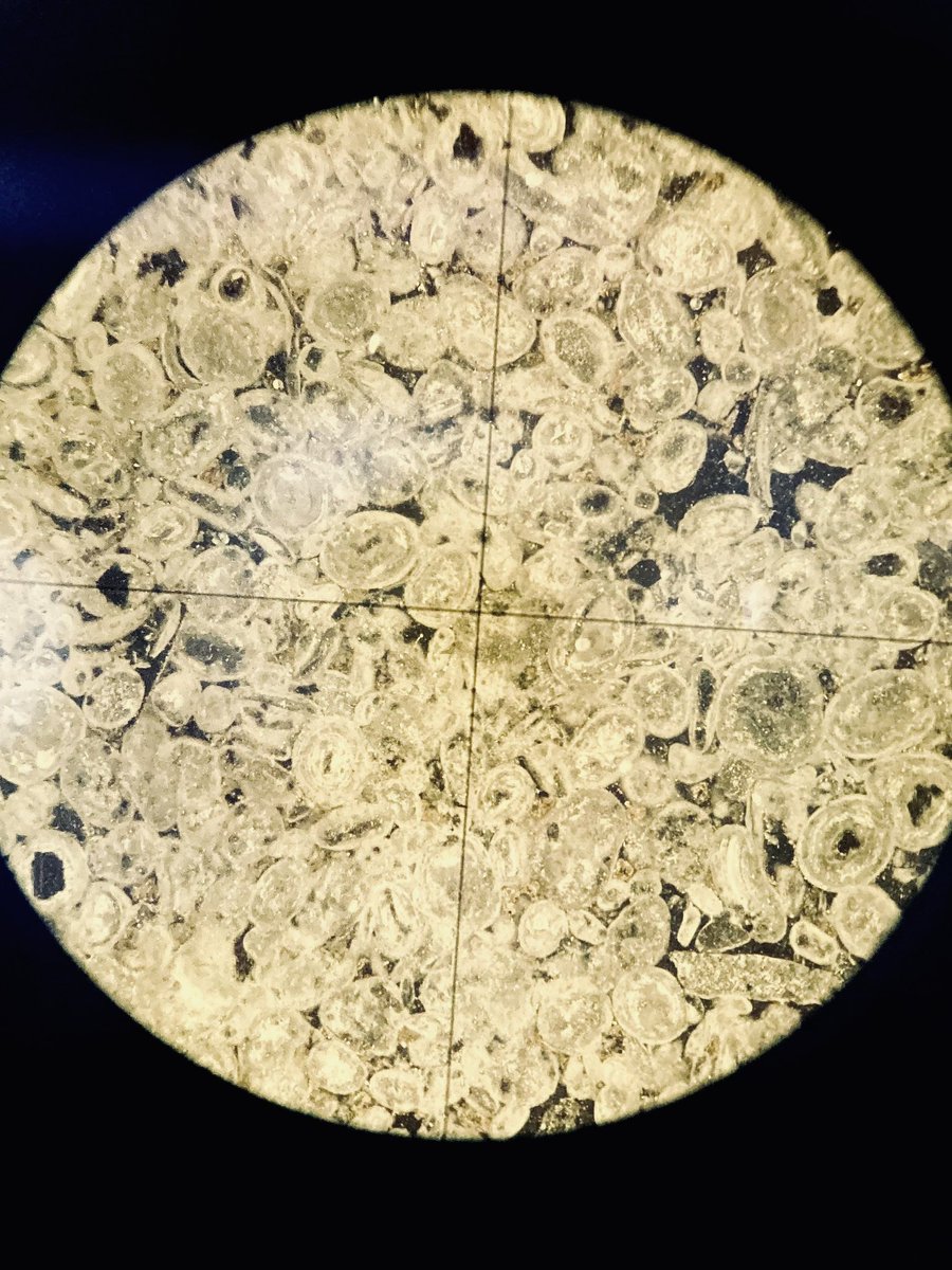 MuseumBathStone's tweet photo. 📸 Images taken today of #Bath Stone and Portland Stone thin sections, taken through a microscope. 

But which one is which?

The UK has three heritage stones, the third being Welsh #Slate! https://t.co/HaGUn85hb4