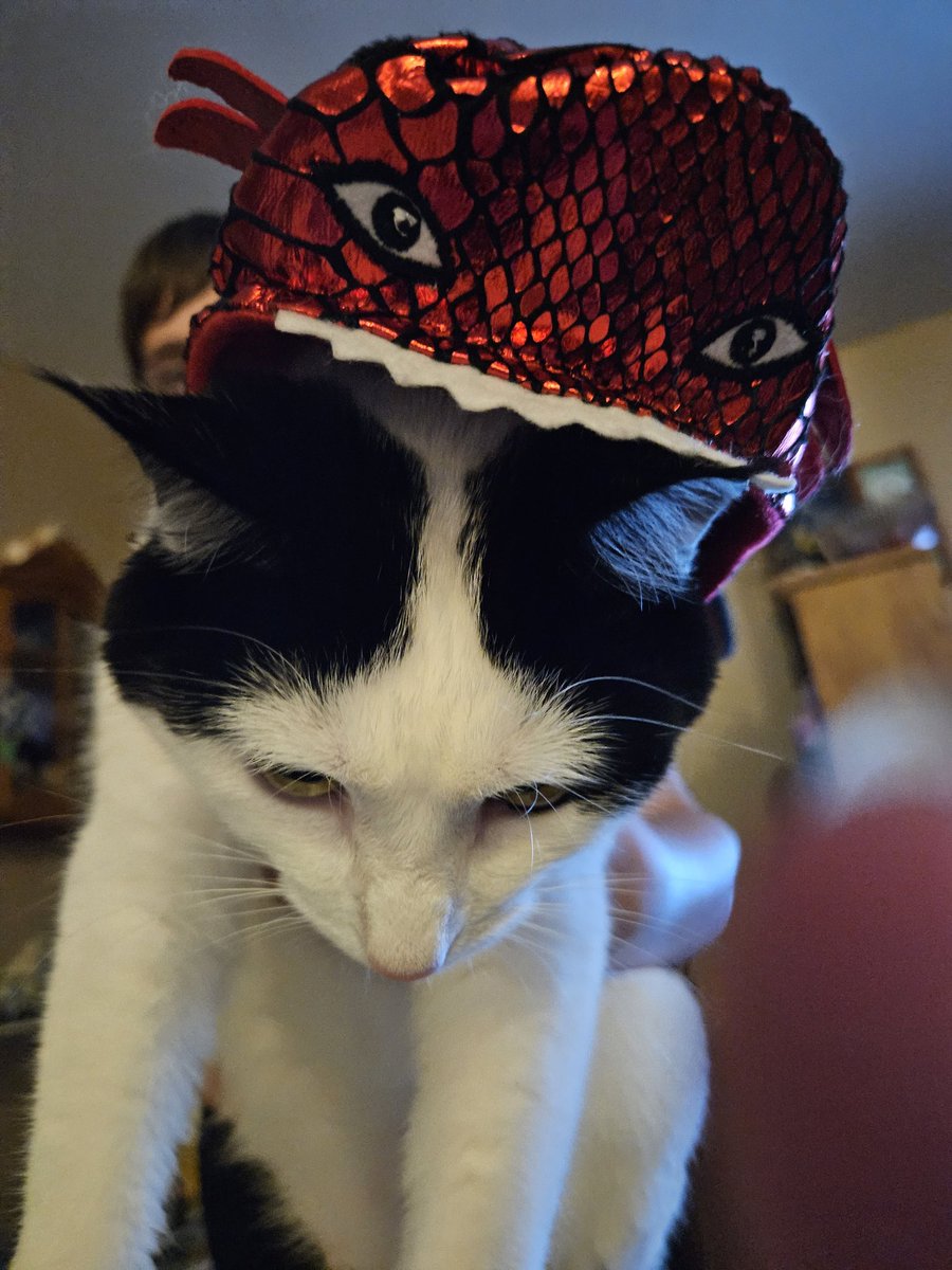 I don't think Dragon appreciated being dressed up as a dragon.