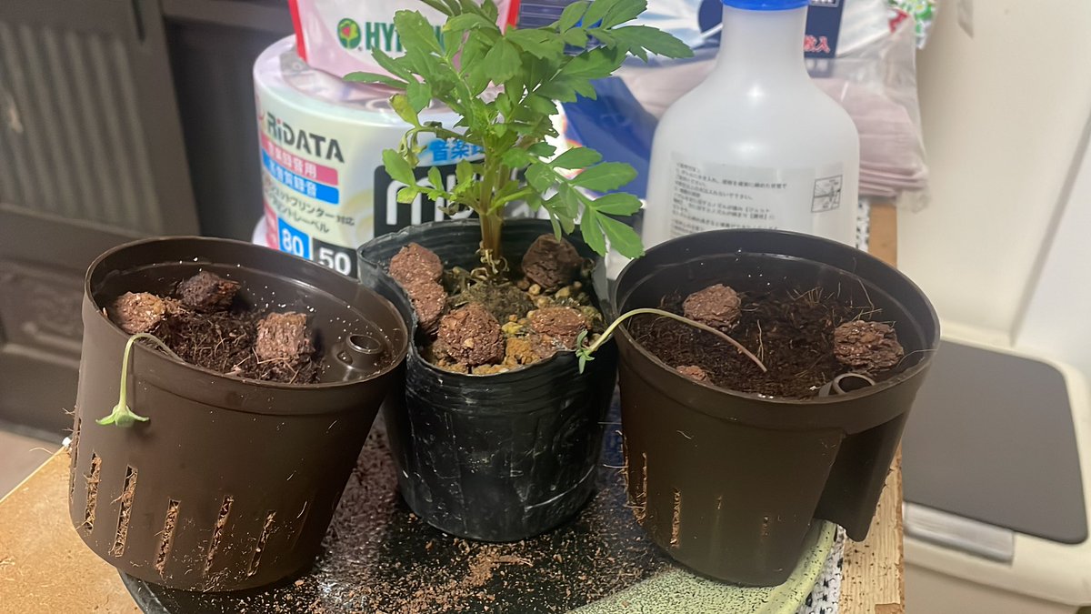 何日目？
ってか、はっ？
もう無理

#100日チャレンジ