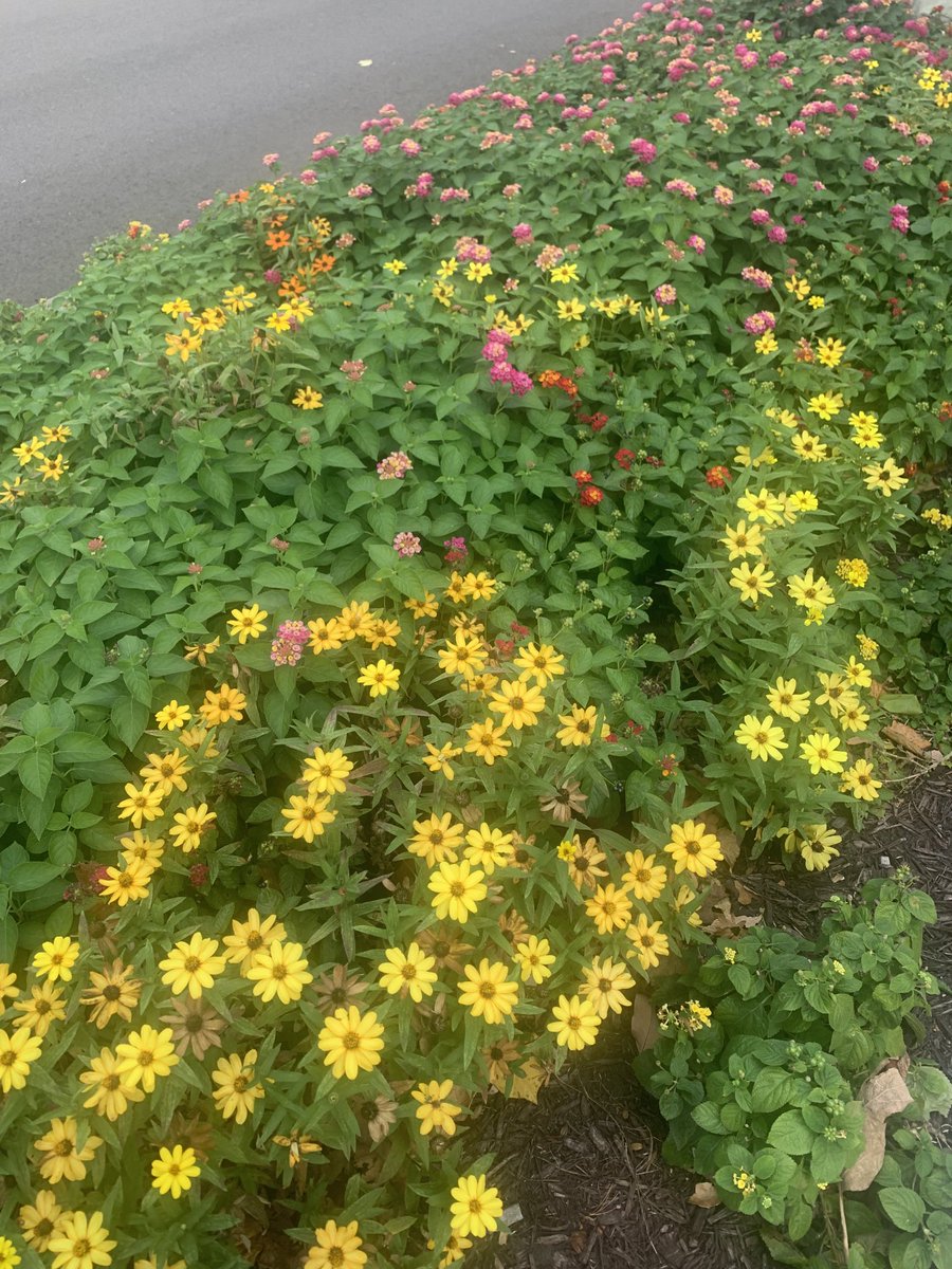 KimRoyCranston's tweet image. What a beautiful fall morning in the Ozarks! We’re getting ready for MOASBO’s Support Staff Conference.
Excited to see everyone. #moasbo #FallistheBest