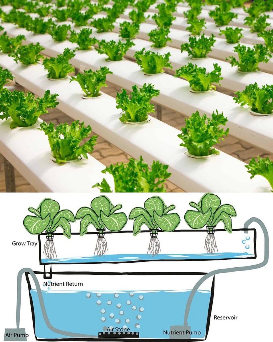 DIY Hydroponics Growing System: Crafting Your Own System at Home

sharingideas.me/diy-hydroponic…